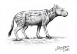 Merycoidodon Gracilis