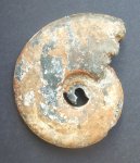 Brightia brightii