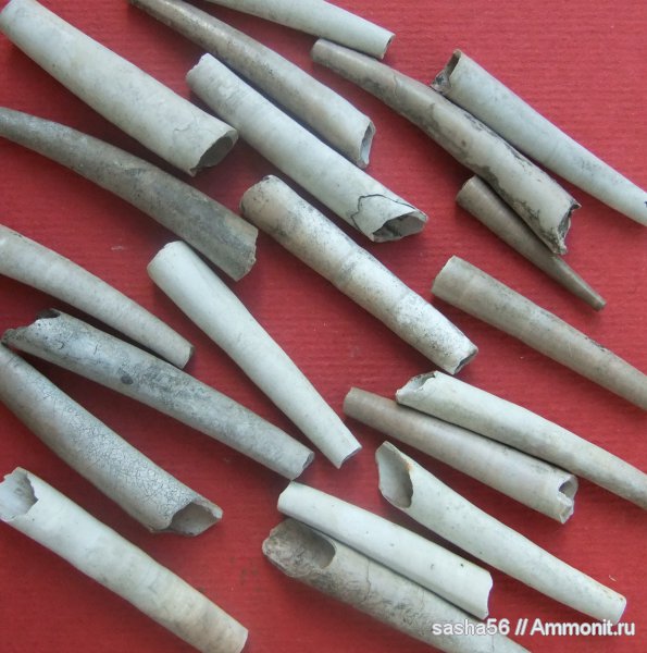 лопатоногие моллюски, Laevidentalium, Dentalium, Laevidentalium subanceps