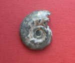 Hekticoceras sp.