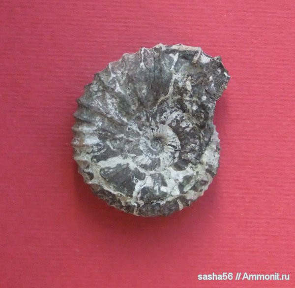 юра, Pavlovia, Pavlovia pavlovi, 9 карьер, Jurassic