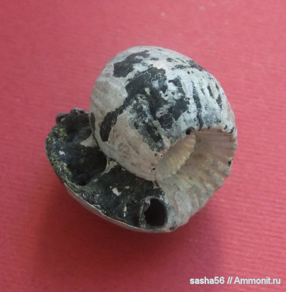 Erymnoceras