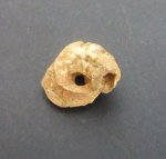Serpula limax Goldf.