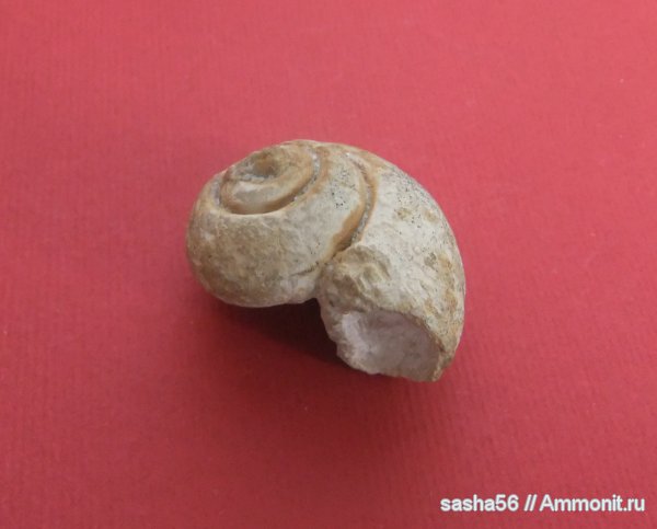 Гжель, Soleniscus, ?