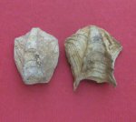 Cheirothyris aculeata (Ziet.)