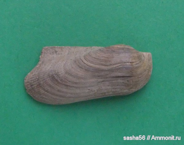 Parallelodon