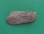 Parallelodon keyserlingi (Orb.)