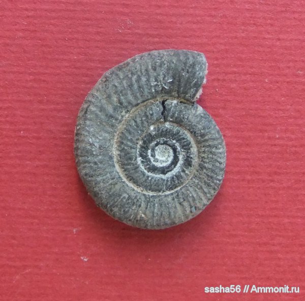 Binatisphinctes