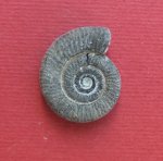 Binatisphinctes sp.