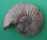 Virgatites virgatus (Buch.)