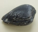 Gresslya alduini (Fisch.)