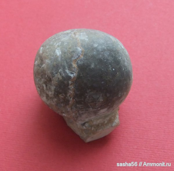ордовик, цистоидеи, морские пузыри, Echinosphaerites, Ordovician