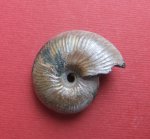 Funiferites sp.