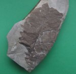 Fagopsis sp.