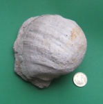 Gigantoproductus sp.