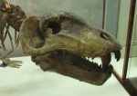 Titanophoneus potens