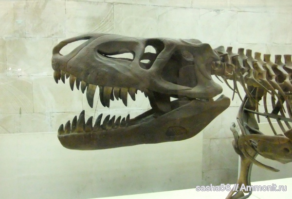 Бразилия, ПИН, Prestosuchus