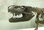 Prestosuchus chiniquensis