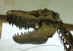 Tarbosaurus bataar