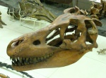 Tarbosaurus