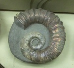 Ancyloceras sp.
