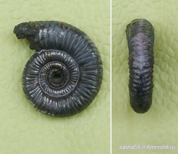 юра, Binatisphinctes, Perisphinctidae, Binatisphinctes mosquensis, Jurassic