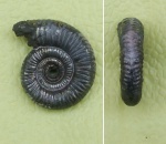 Binatisphinctes mosquensis
