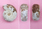 Kranaosphinctes sp.