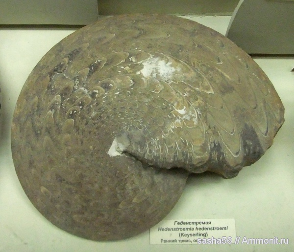 аммониты, ПИН, Якутия, Hedenstroemia, Ammonites