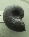 Gaudryceras denseplicatum