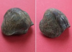 Leiorhynchus sp.