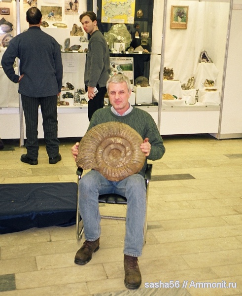 аммониты, Dorsoplanites, Ammonites