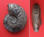 Virgatites sp.