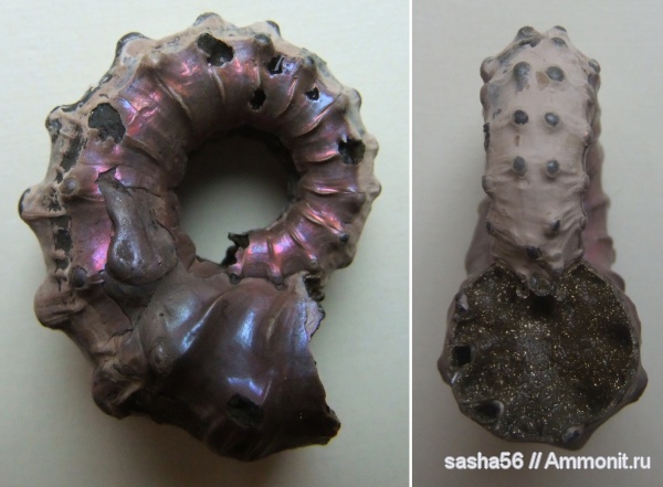 аммониты, Kosmoceras, Kosmoceras gemmatum, Kosmoceratidae, Ammonites