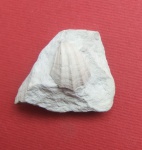 Neithea sp.