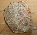 Панцирь черепахи