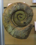 Crioceratites sp.