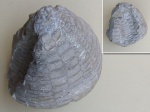 Морской ёж