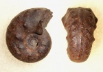 Schloenbachia sp.
