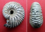 Pseudocadoceras sp.