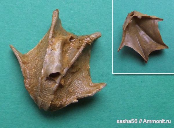 брахиоподы, юра, Гжель, Serpula, Московская область, Cheirothyris, Cheirothyris aculeata, Jurassic