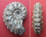 Kosmoceras sp. 1