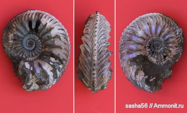 аммониты, юра, Михайлов, Cardioceras, Рязанская область, Cardioceras quadrarium, Ammonites, Cardioceratinae, Jurassic
