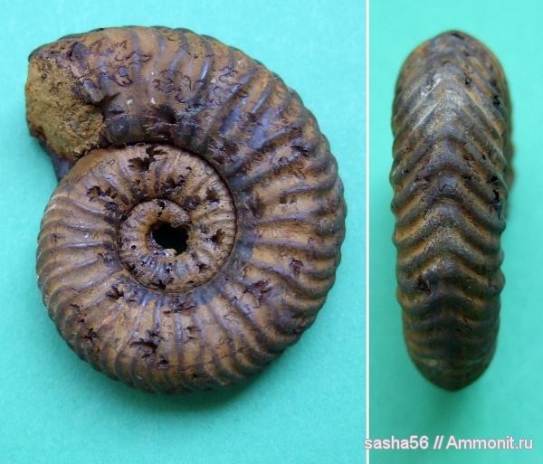 Vertumniceras