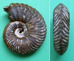 Quenstedtoceras sp.