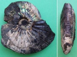 Virgatites gerassimovi