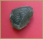 Trigonia sp.