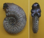 Kosmoceras sp. 2