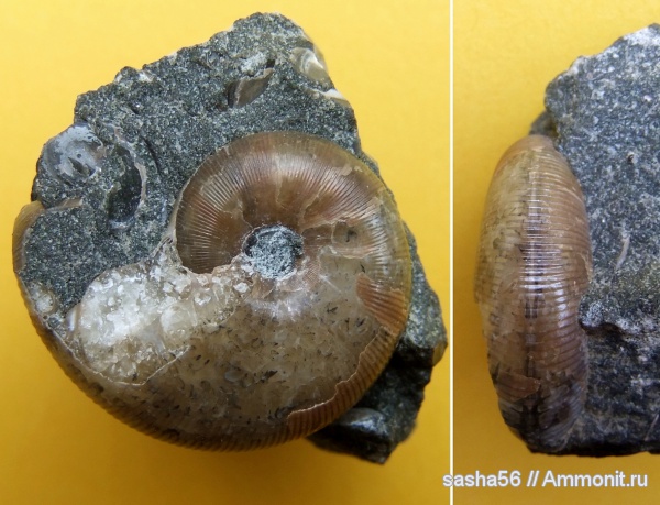 аммониты, мел, апт, Ammonites, Phylloceras, Краснодарский край, Aptian, Cretaceous