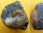 Phylloceras sp.